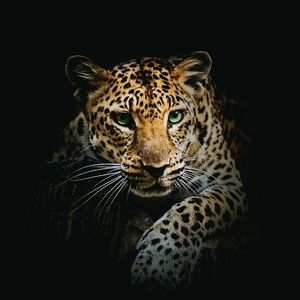 Meet your Posher, Alec